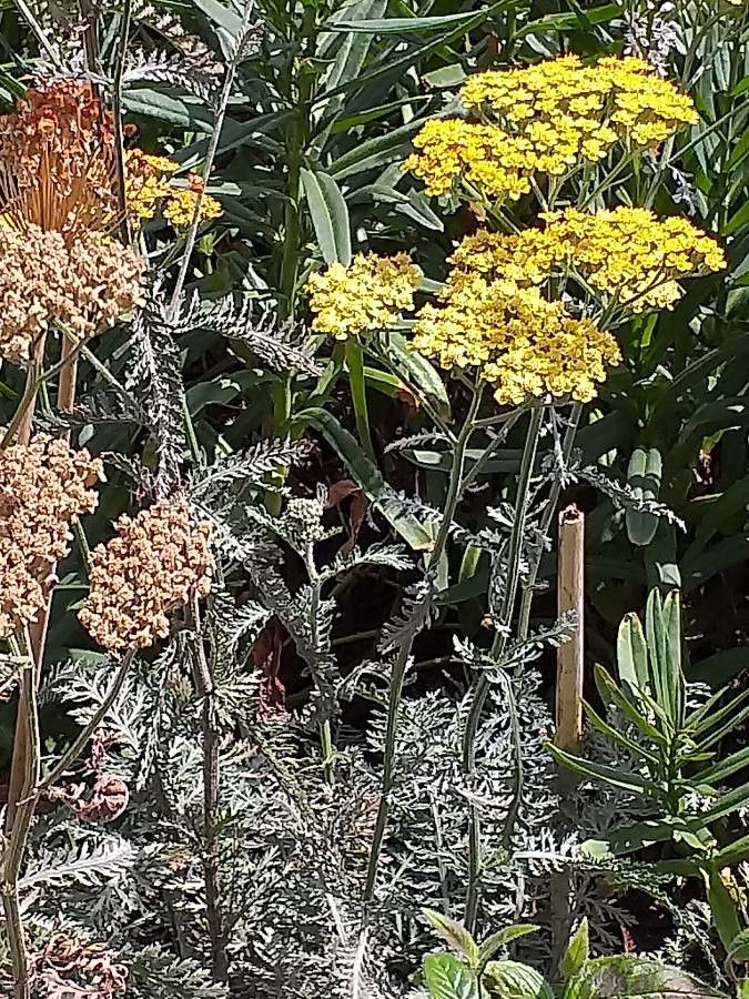 Achillea clypeolata habit