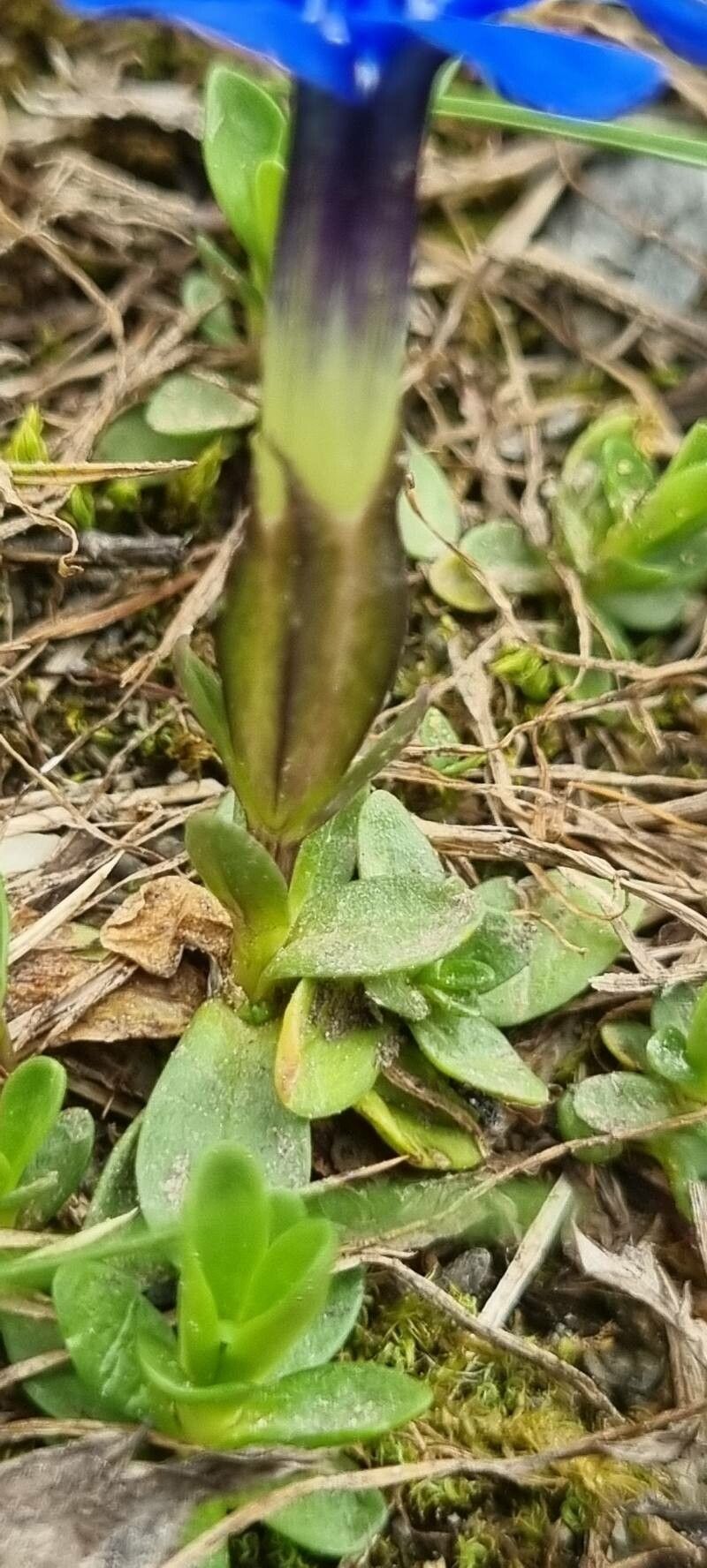 Gentiana pumila leaf