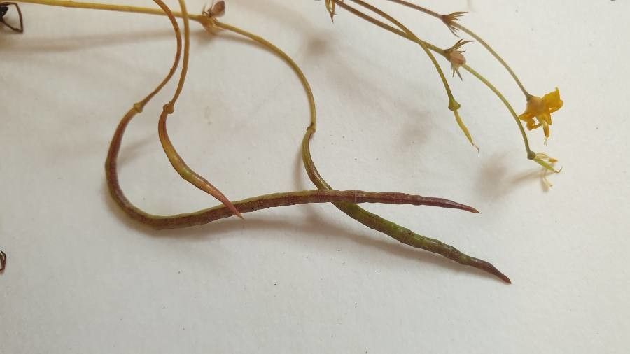 Linaria spartea fruit