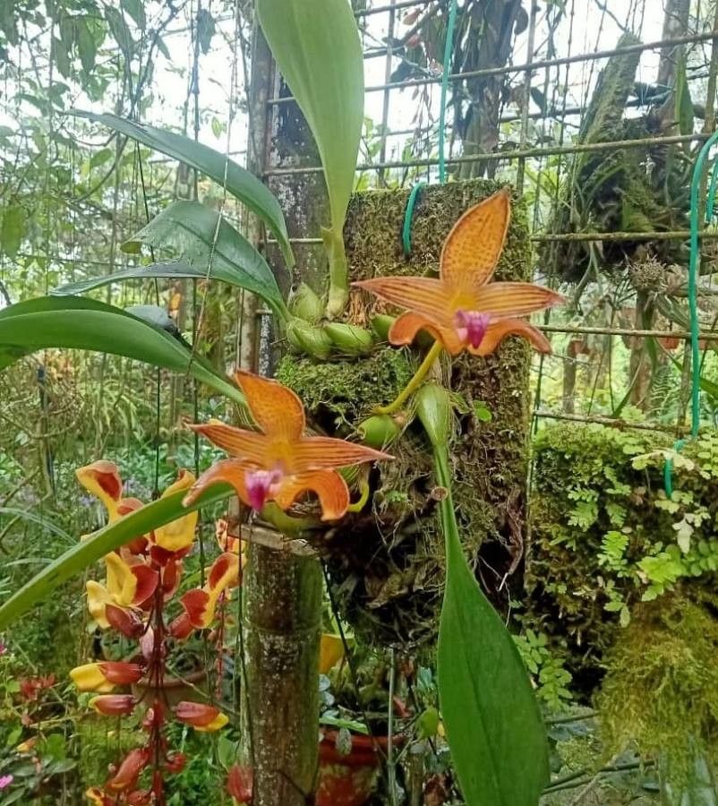 Bulbophyllum lobbii — search result for 'Bulbophyllum'