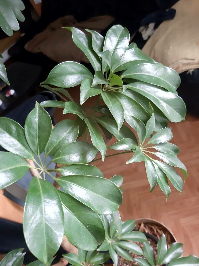 Schefflera spp. — search result for 'Schefflera'