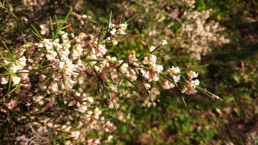 Colletia spinosissima flower