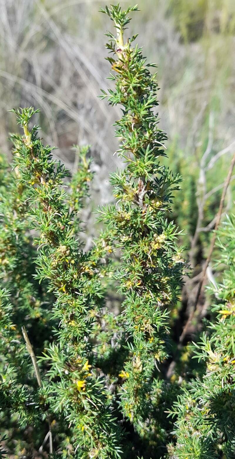 Margyricarpus pinnatus — houseplant care guide