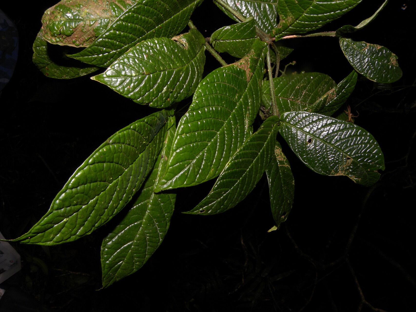 Psychotria neillii — houseplant care guide