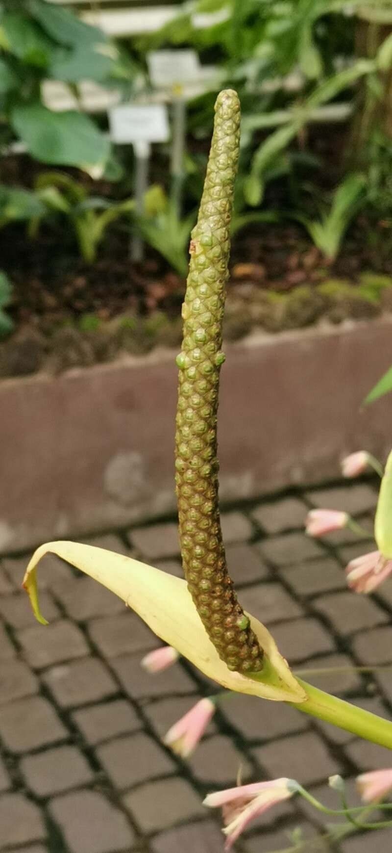 Anthurium willdenowii flower