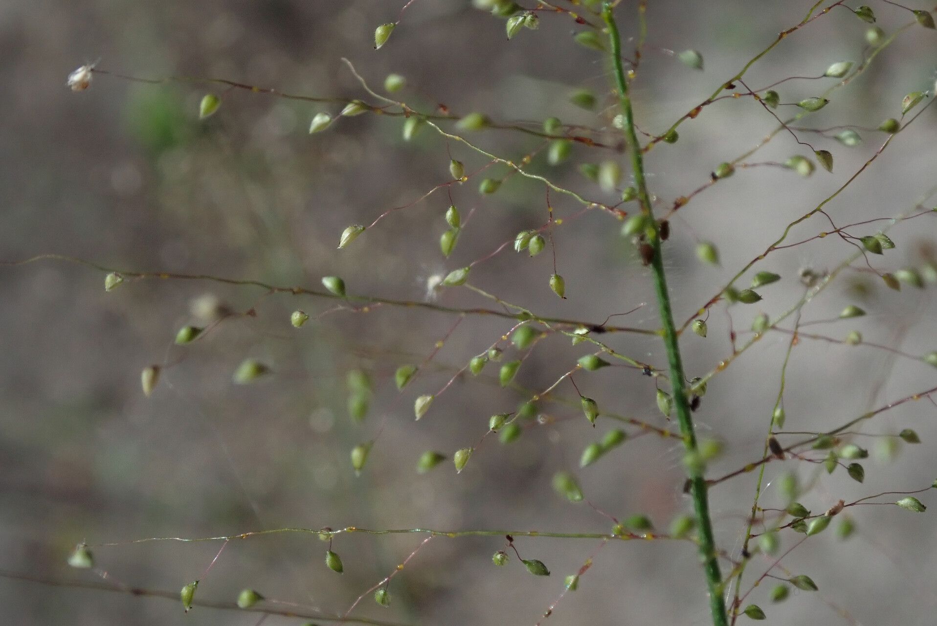 Panicum hirtum flower