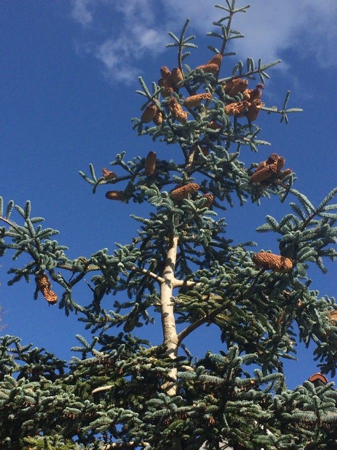Abies nebrodensis fruit