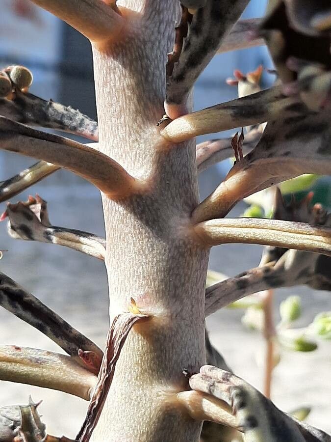 Bryophyllum × houghtonii bark