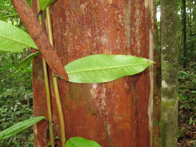 Myrcia amazonica — related species from the same genus