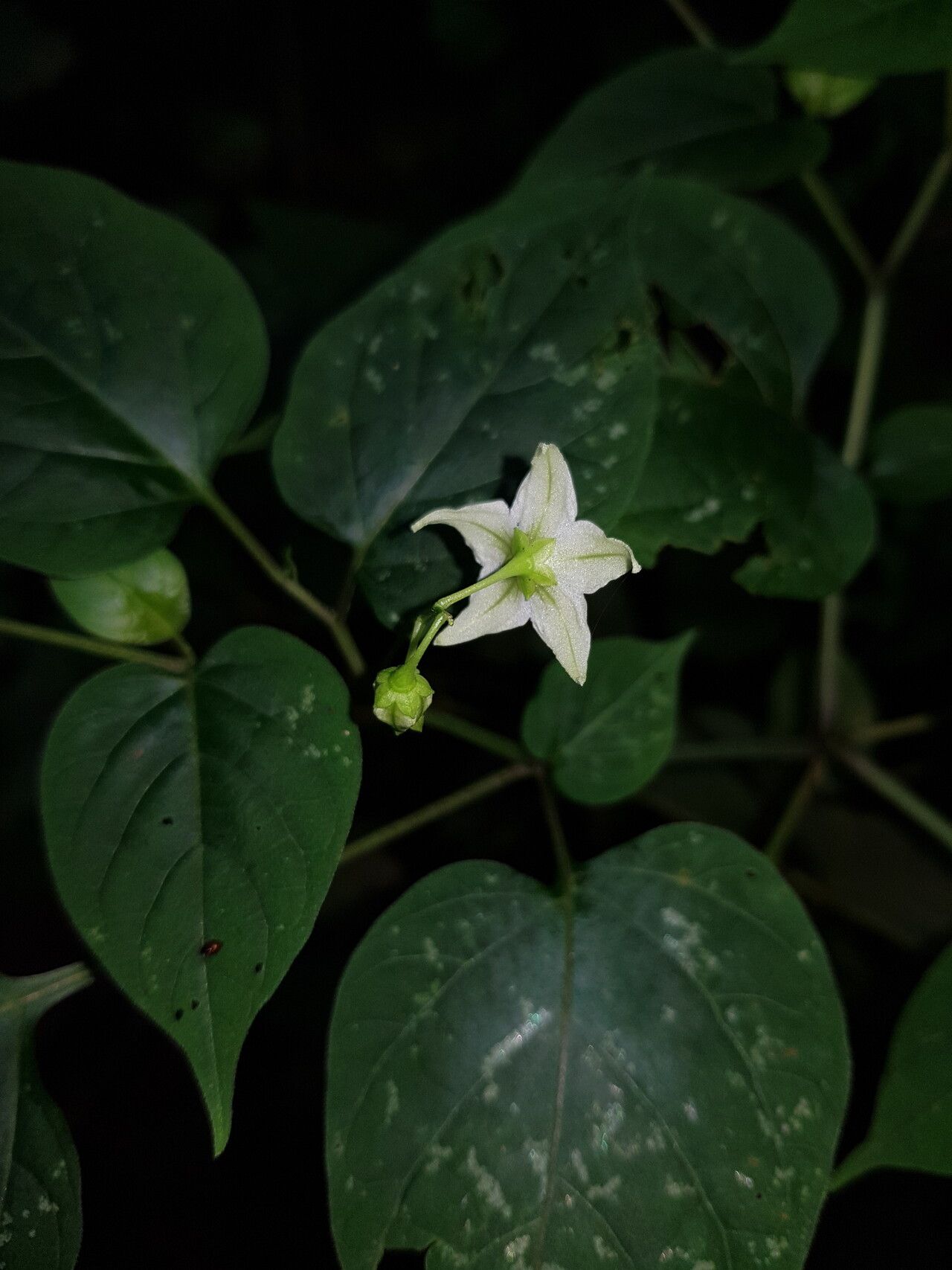 Solanum allophyllum — houseplant care guide