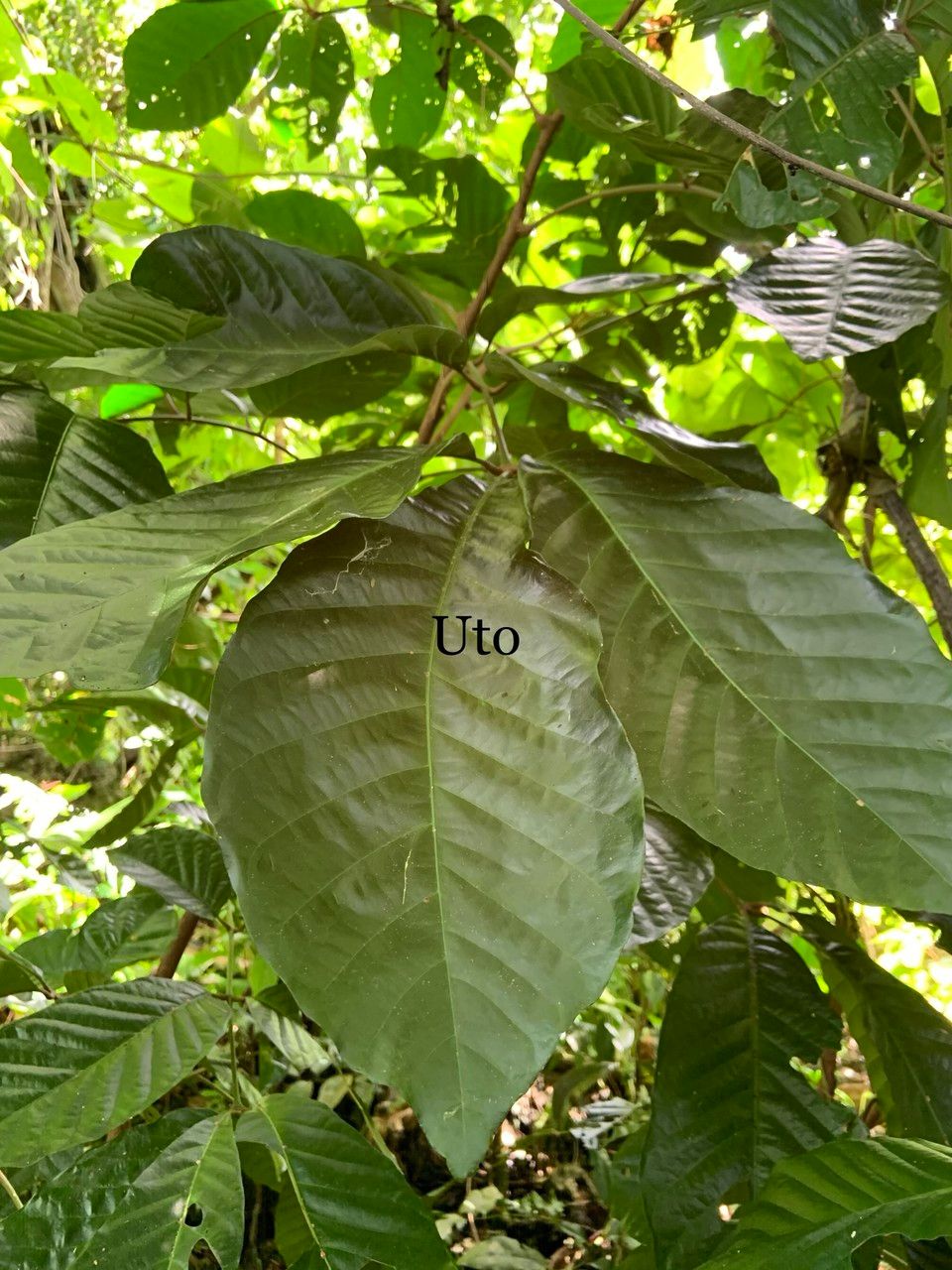 Aglaia saltatorum — search result for 'Vanuatu'