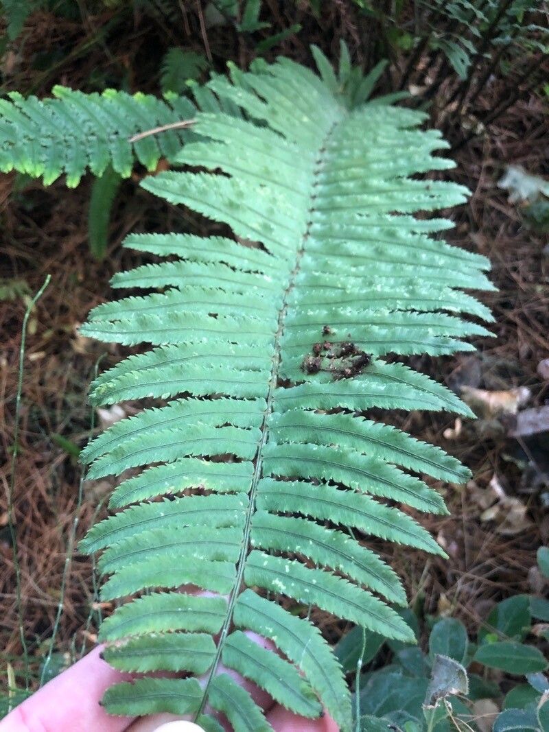 Dryopteris cycadina leaf