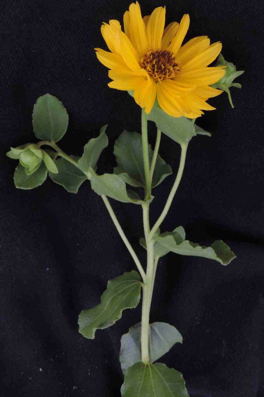 Aldama grandiflora leaf