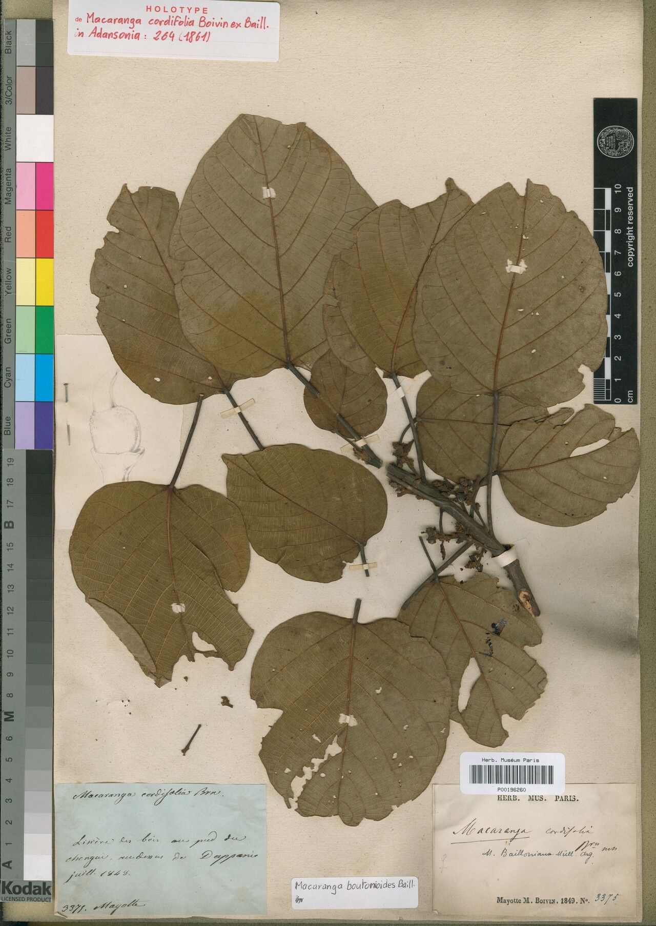 Macaranga bailloniana — houseplant care guide