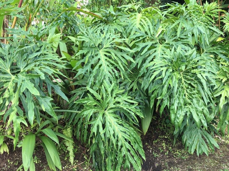 Philodendron selloum habit