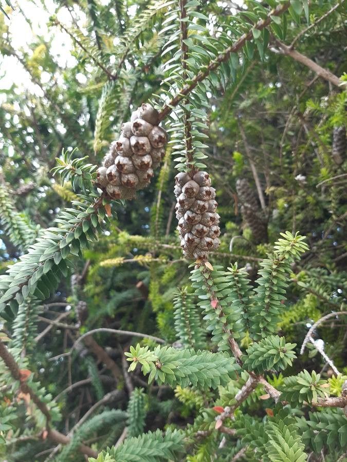 Melaleuca diosmifolia fruit