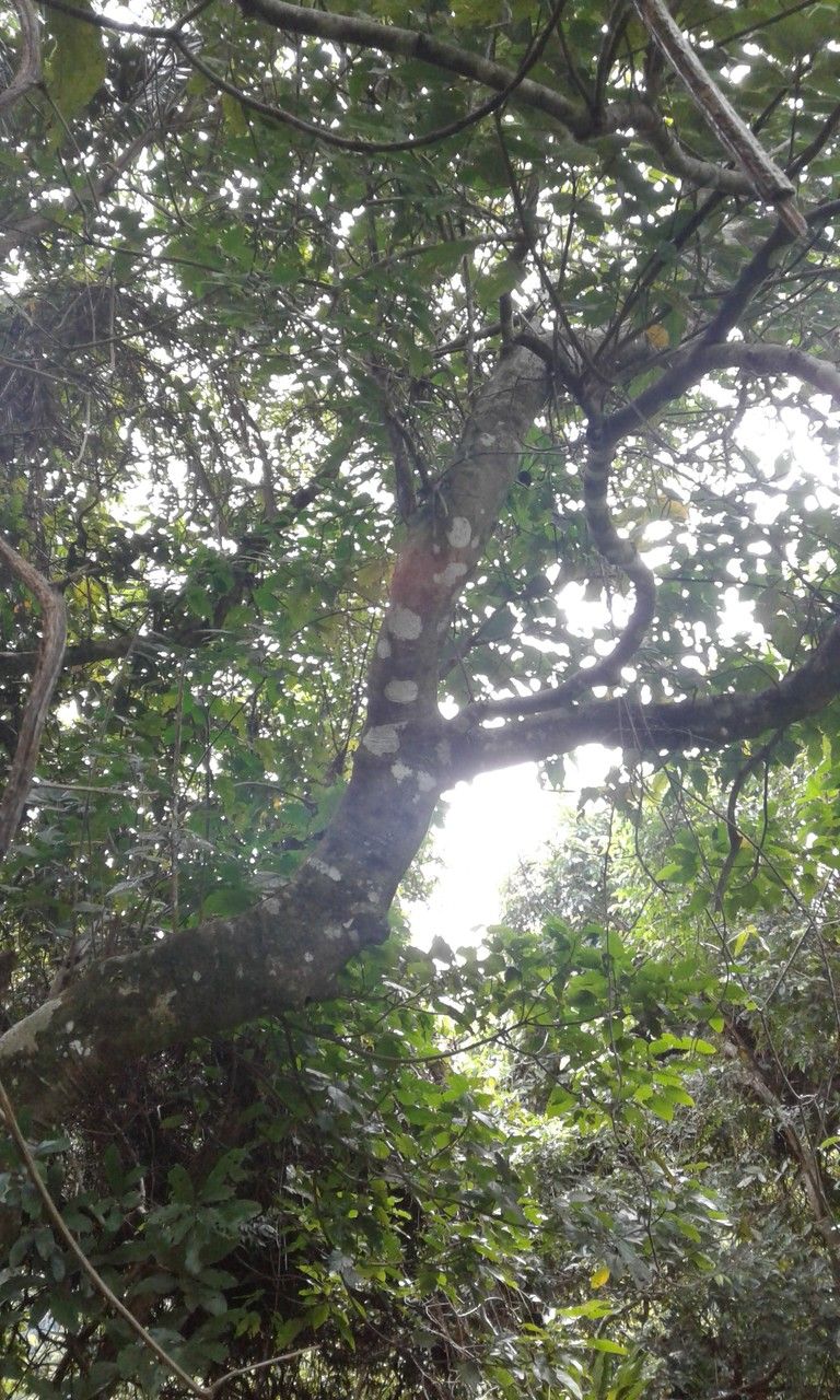 Macaranga boutonioides fruit