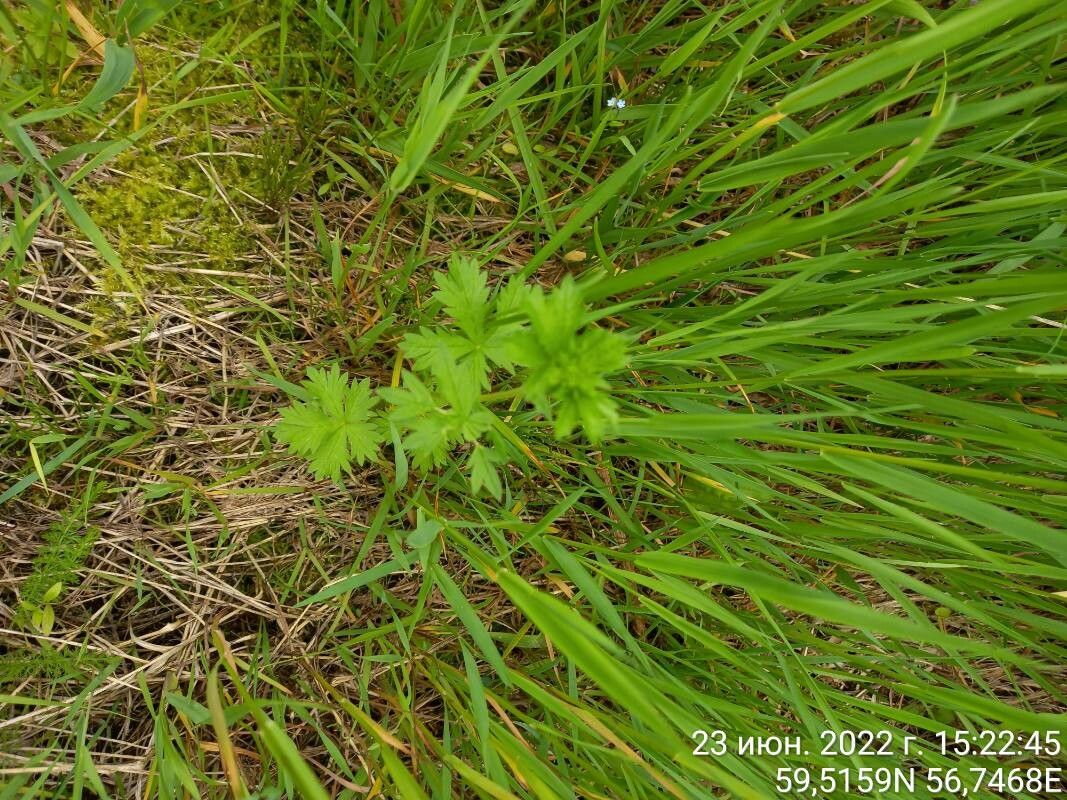 Potentilla tobolensis — search result for 'Potentilla'