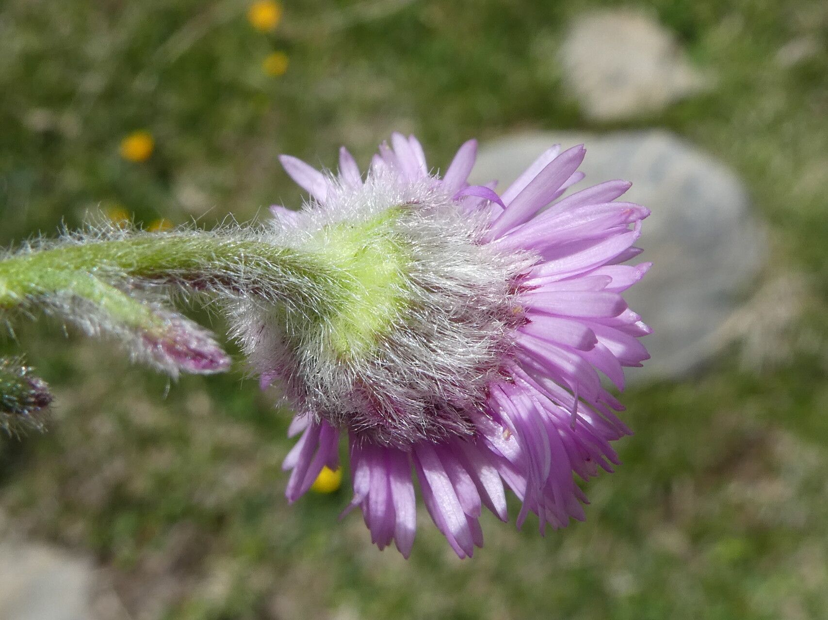 Erigeron aragonensis flower