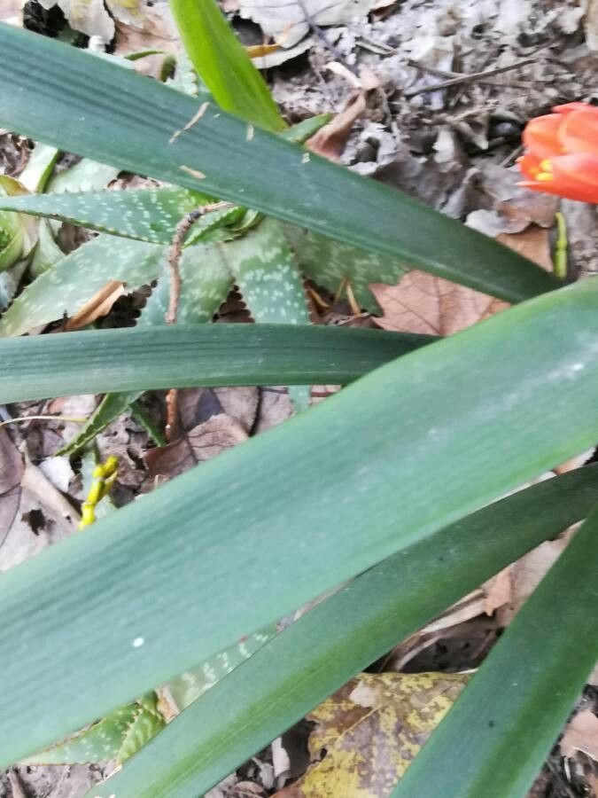 Neoregelia binotii leaf