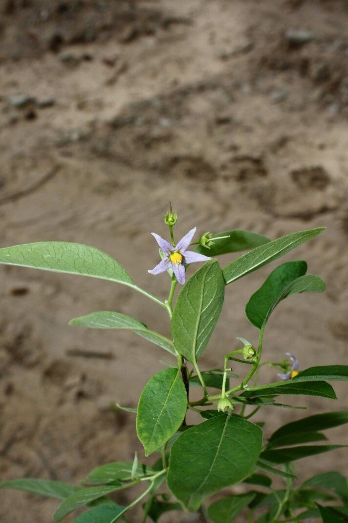 Solanum hibernum — houseplant care guide