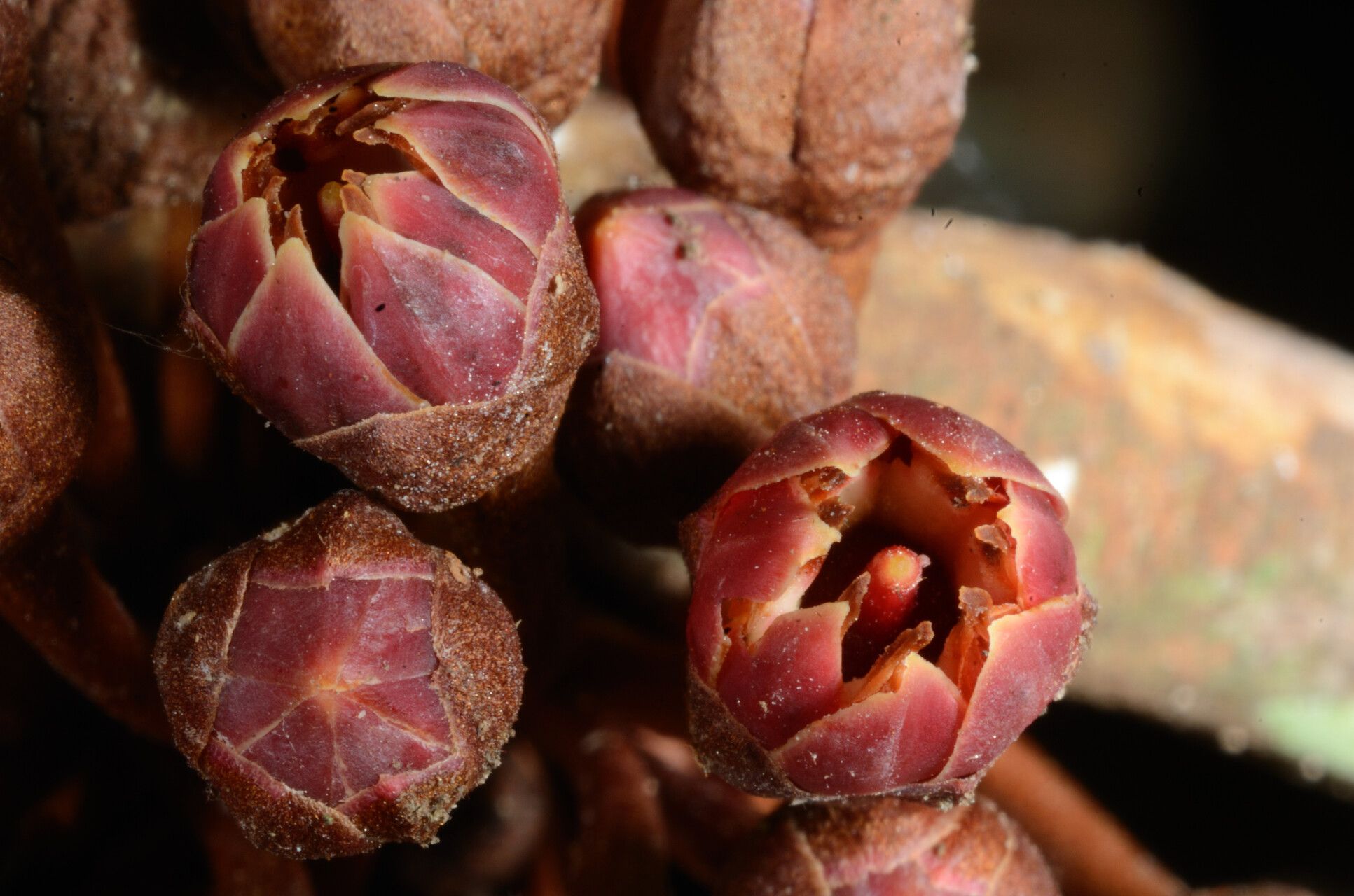 Englerophytum gigantifolium — related species from the same genus