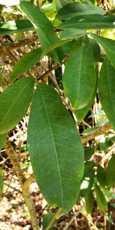 Glycosmis parviflora leaf