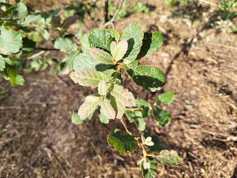 Quercus laeta — houseplant care guide