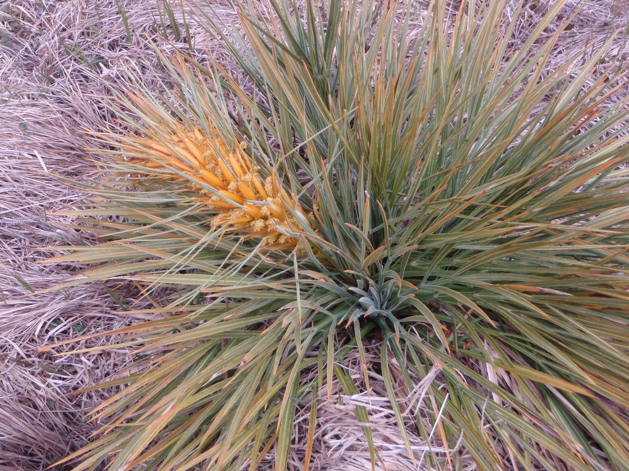 Aciphylla colensoi habit