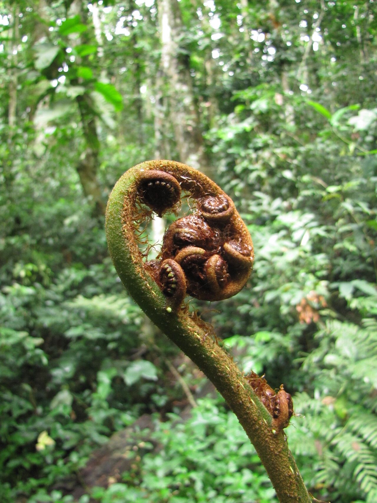 Alsophila manniana bark