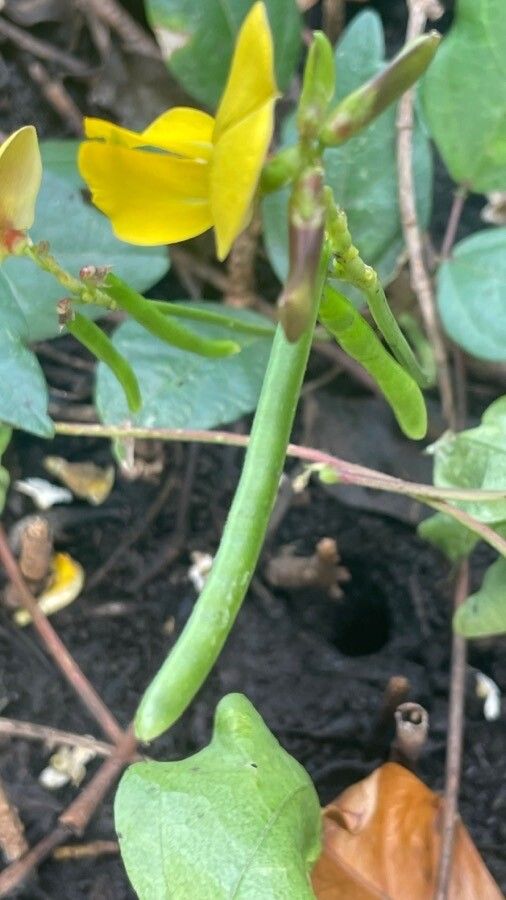 Vigna luteola fruit