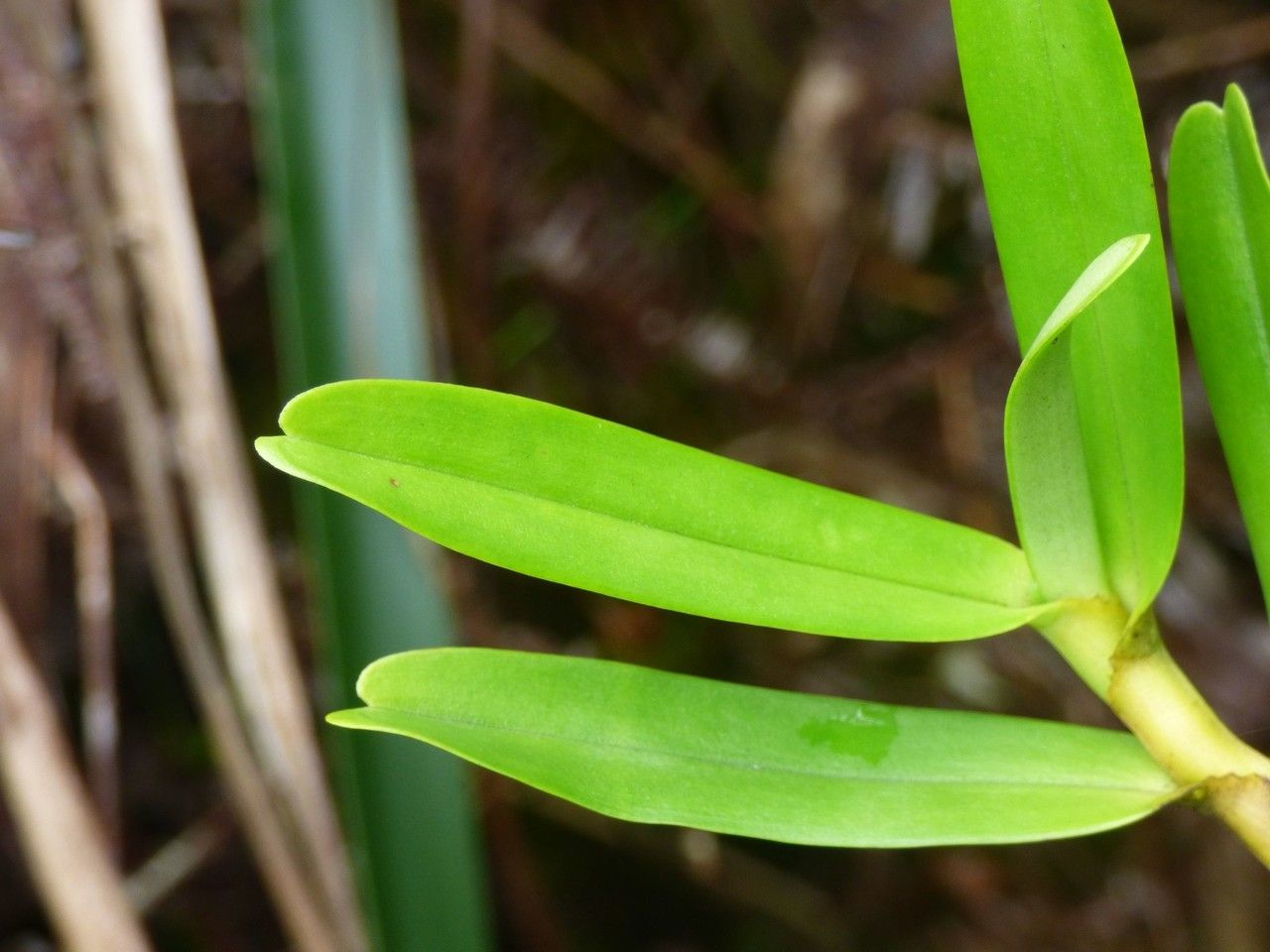Jumellea exilis — search result for 'Orchidaceae'
