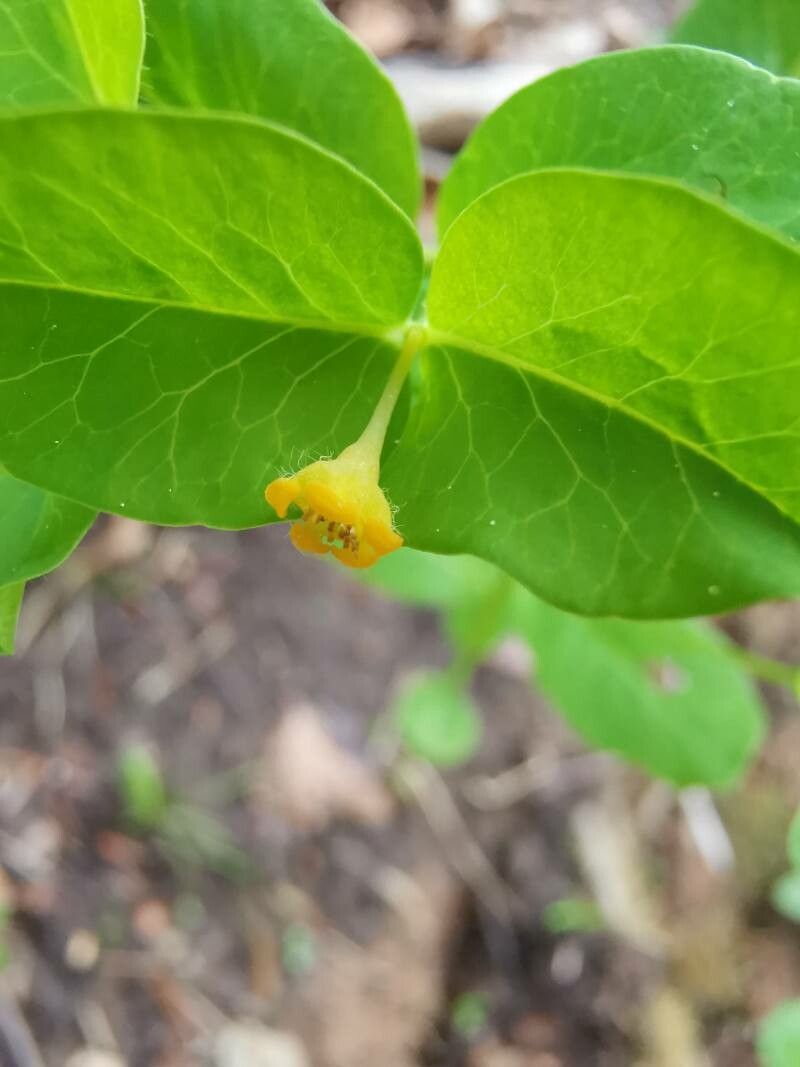 Euphorbia carniolica flower