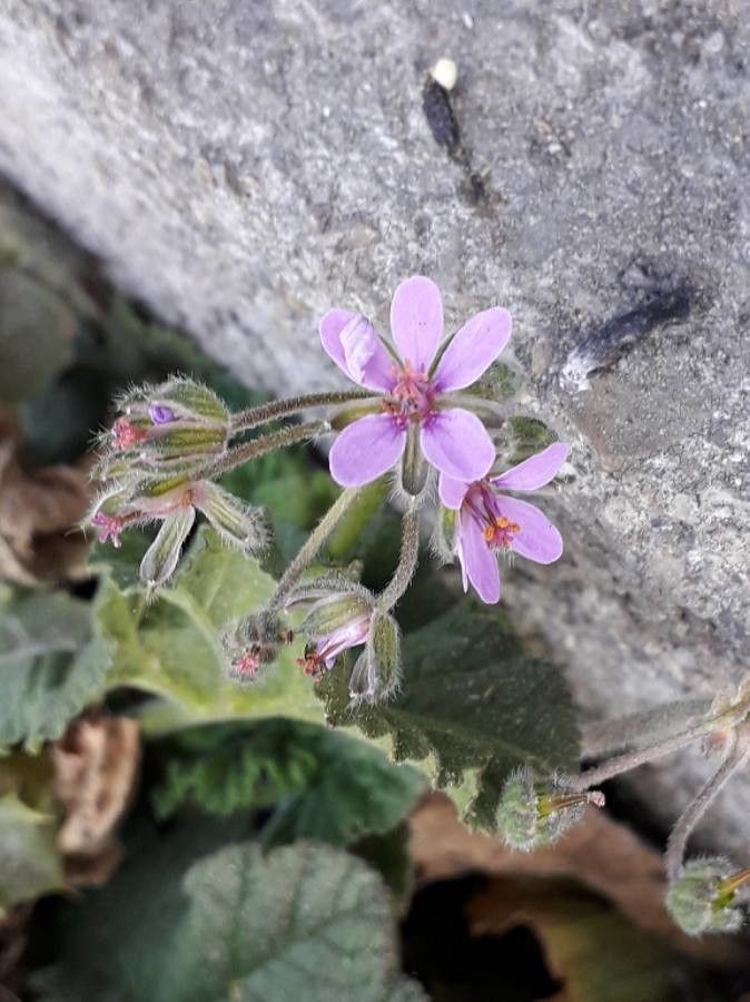 Erodium malacoides flower