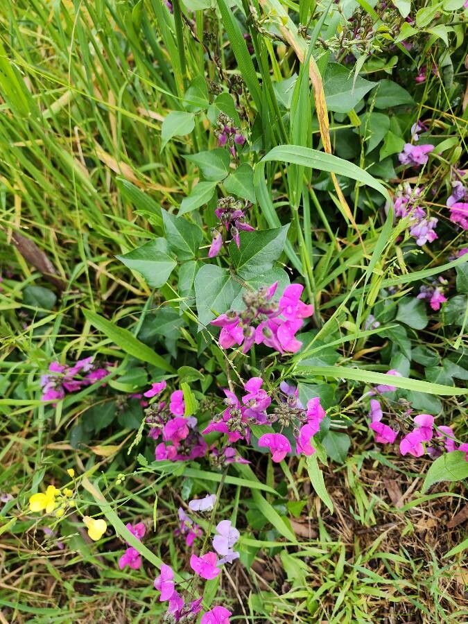 Dipogon lignosus flower
