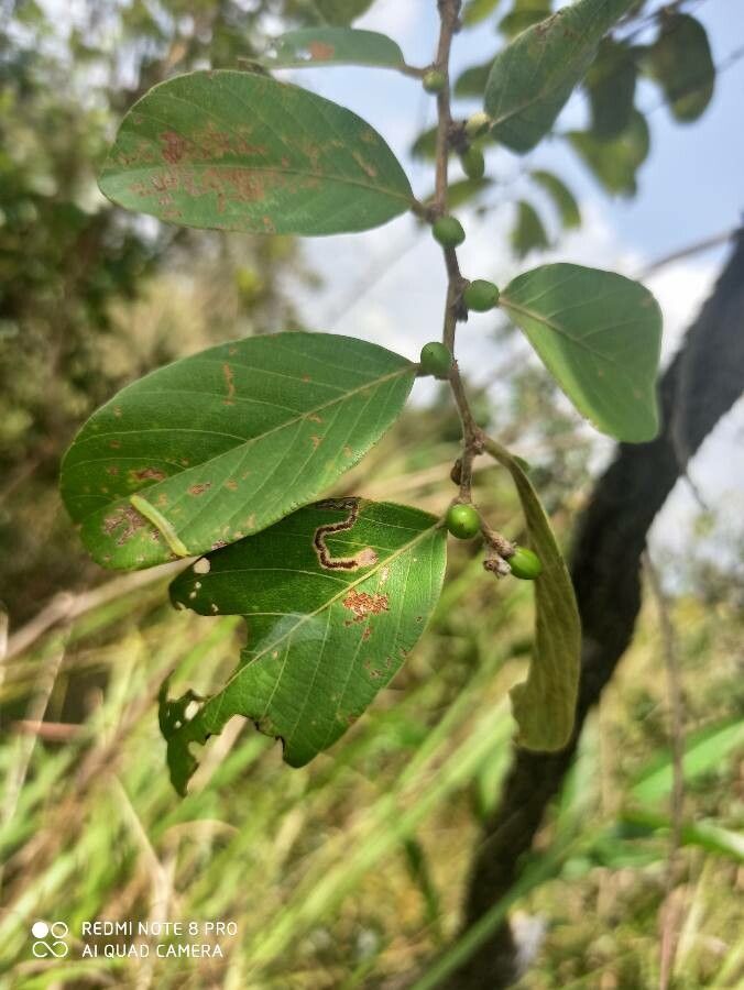 Bridelia ferruginea — search result for 'Phyllanthaceae'
