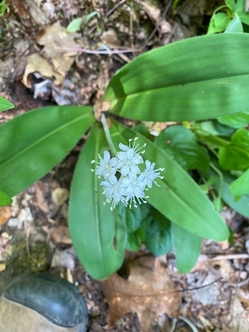 Clintonia umbellulata flower