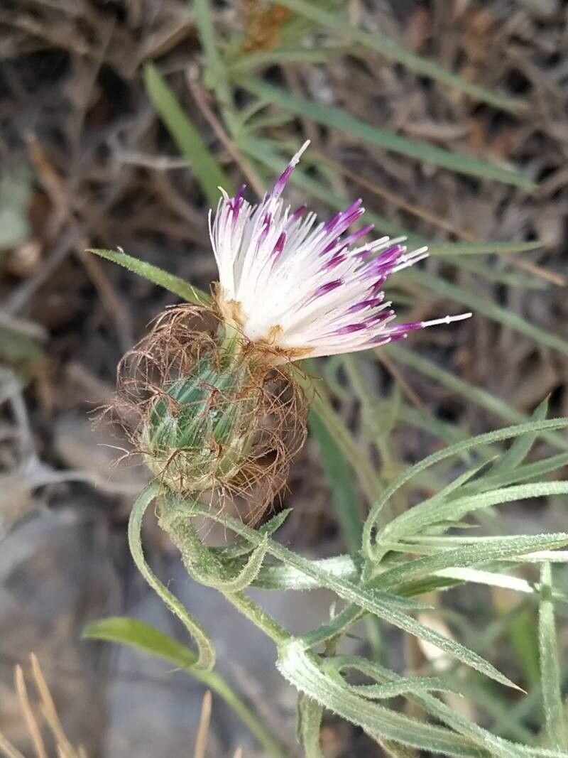 Centaurea stuessyi flower