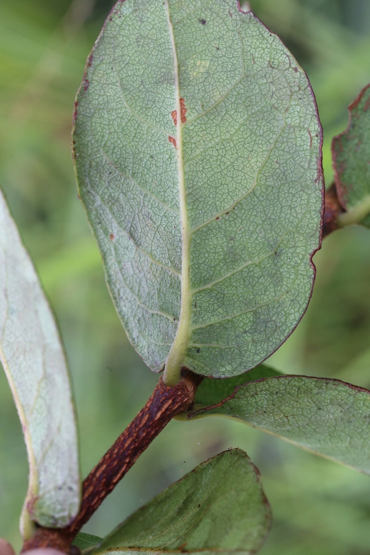 Cassipourea mollis — search result for 'Cassipourea'