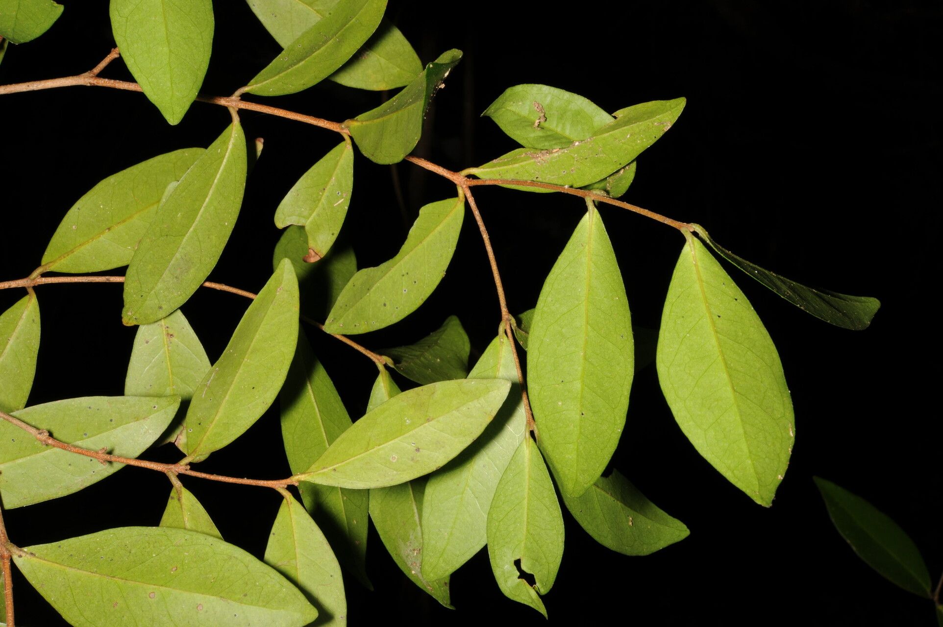 Eugenia chavarriae leaf