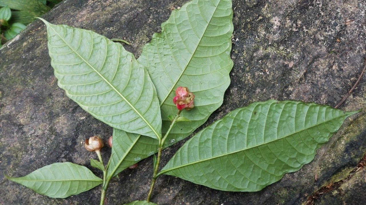 Ravenia rosea — related species from the same genus