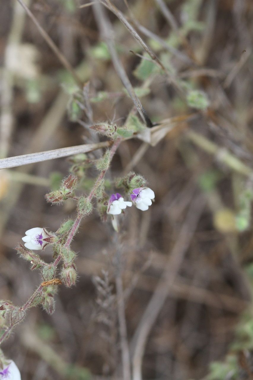 Kickxia lanigera flower