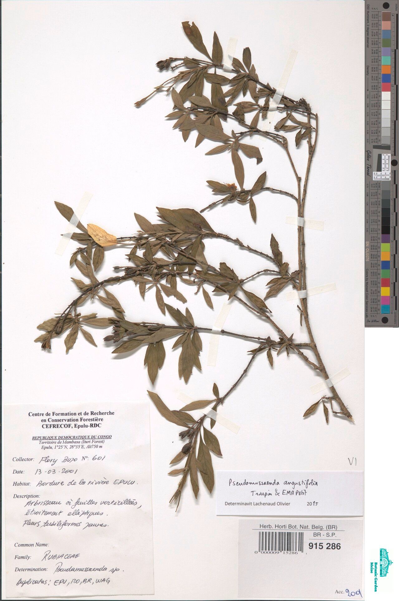 Pseudomussaenda angustifolia — related species from the same genus