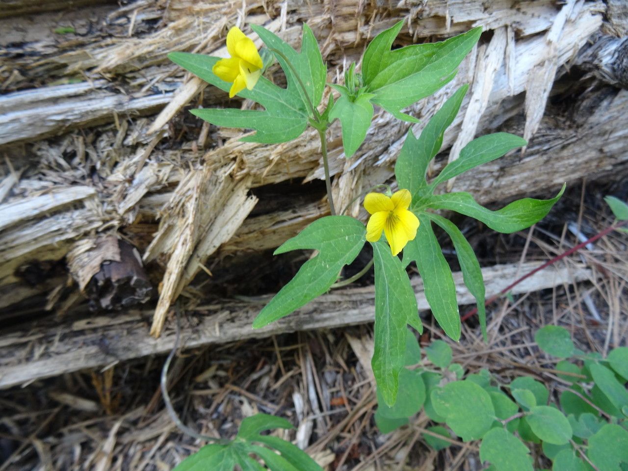 Viola lobata habit