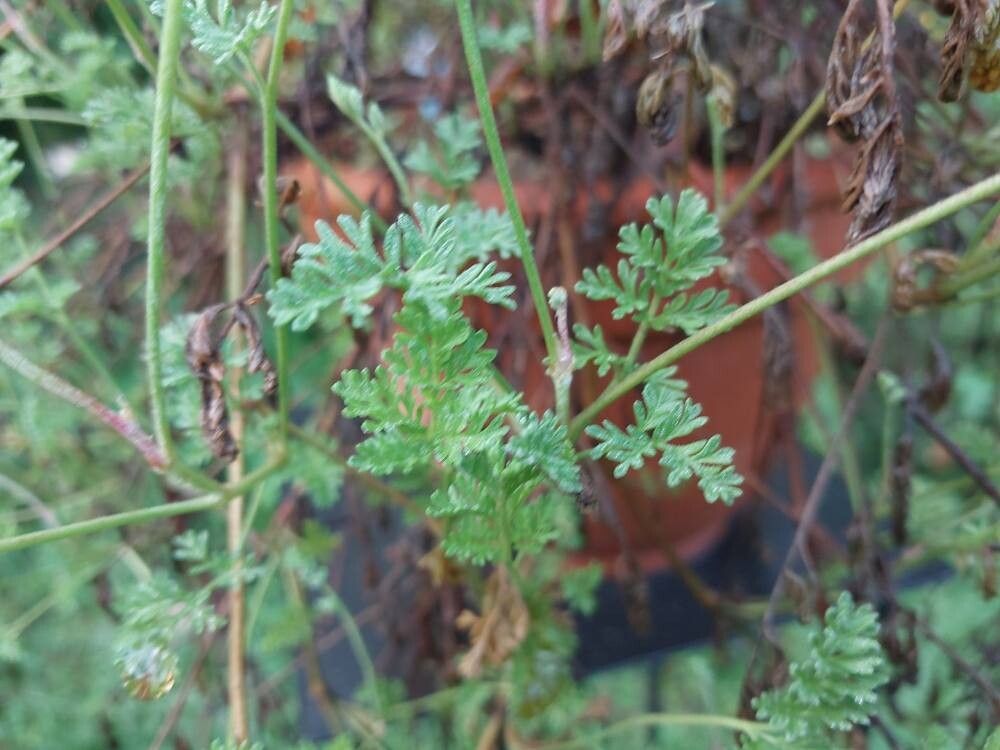 Pelargonium griseum — houseplant care guide