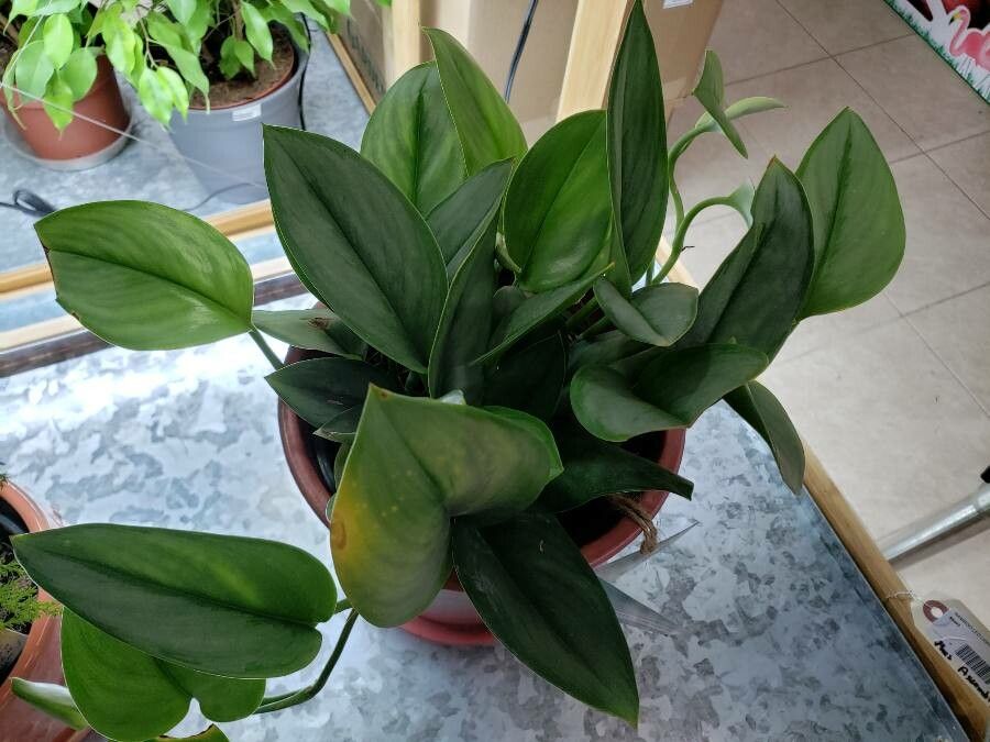 Scindapsus treubii habit