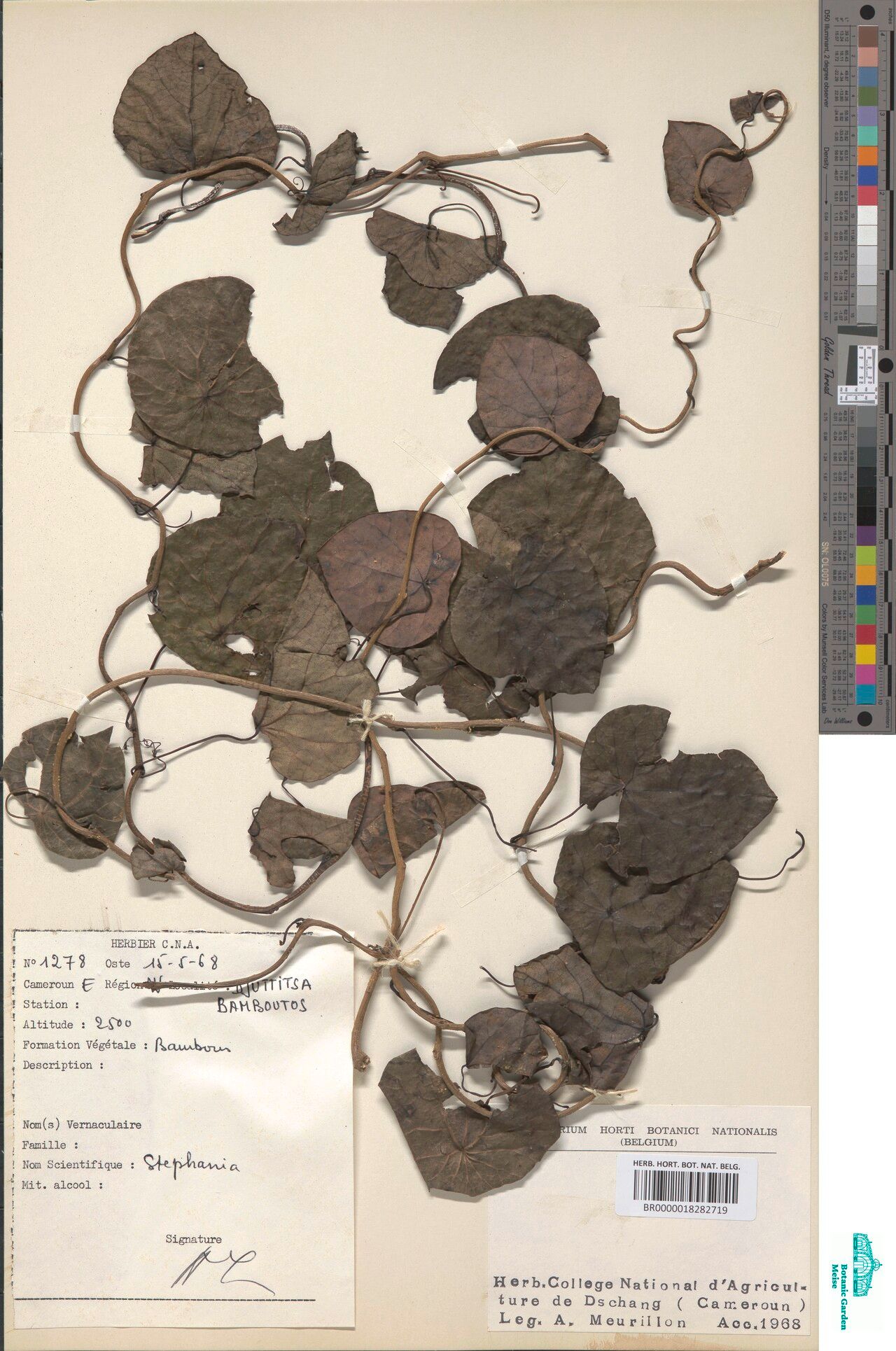 Stephania mildbraedii — related species from the same genus