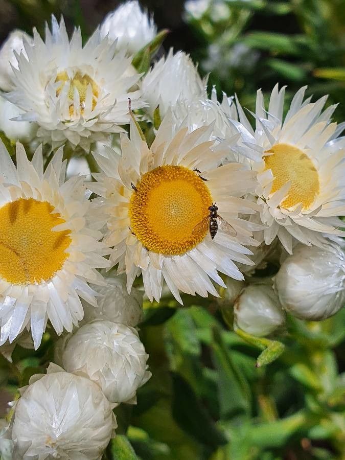 Helichrysum chionoides flower