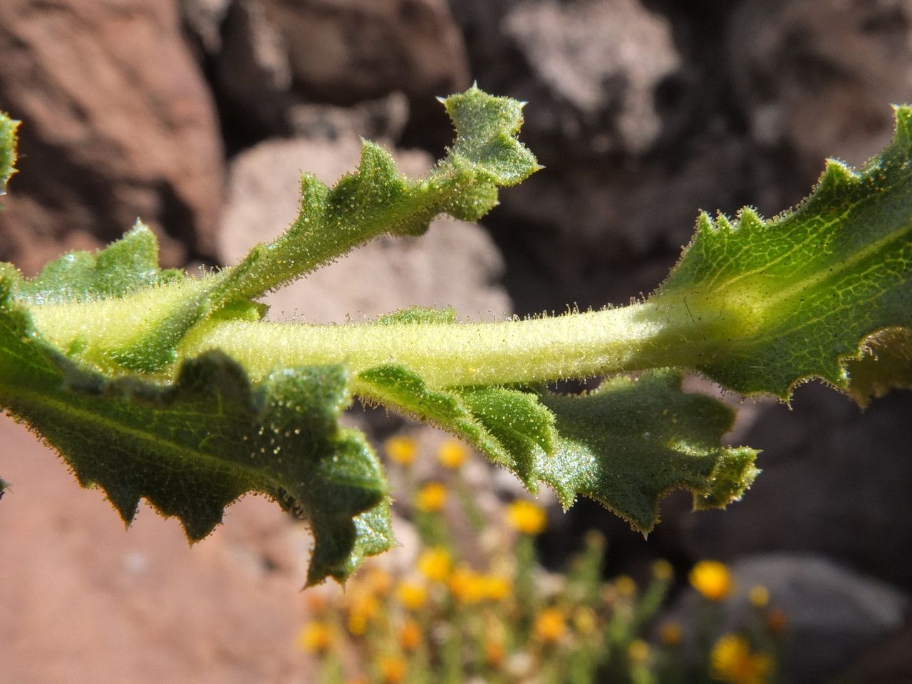 Haplopappus rigidus leaf