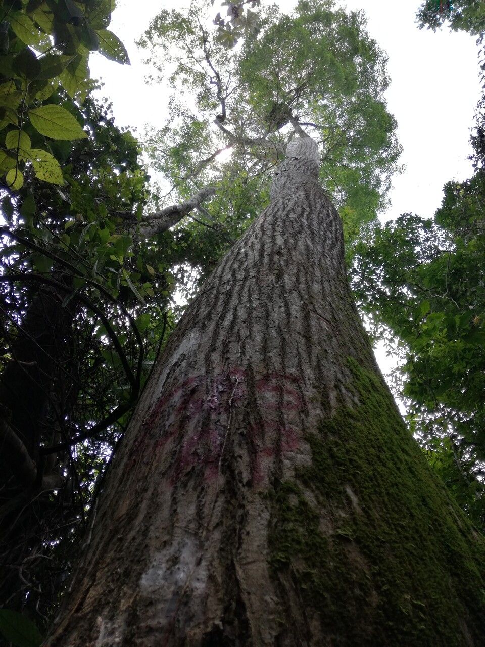 Handroanthus guayacan — search result for 'Handroanthus'